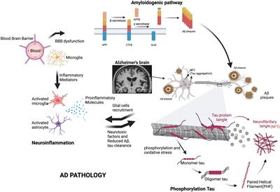 Frontiers | Manipulation Of The Diet–microbiota–brain Axis In Alzheimer ...